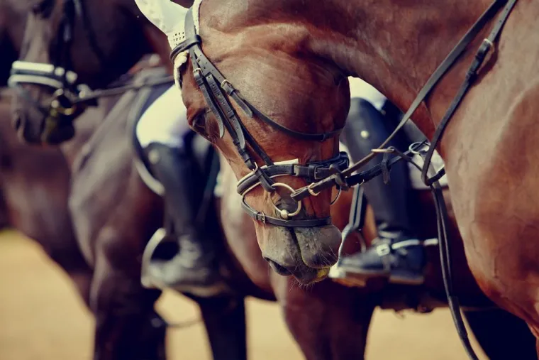 Pension pour chevaux pour particuliers, Orchies, ECURIE NOEMIE SAMIJN