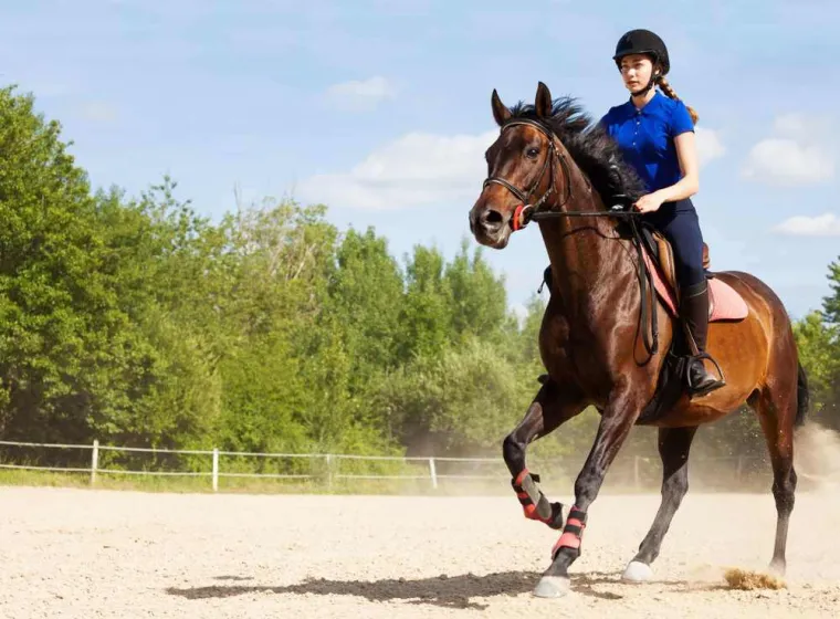 Stage équitation adulte, Orchies, ECURIE NOEMIE SAMIJN