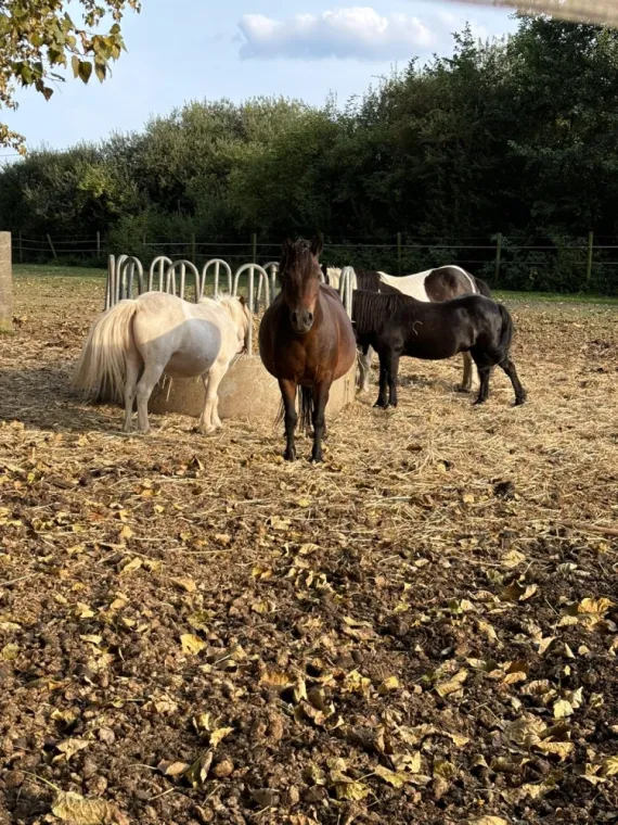 Stage d'équitation avec passage de galop à Orchies